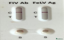 British Shorthair cats for stud: 🐻 BEAR 🐻 BRITISH SHORTHAIR FOR STUD DUTY GCCF - Image 4