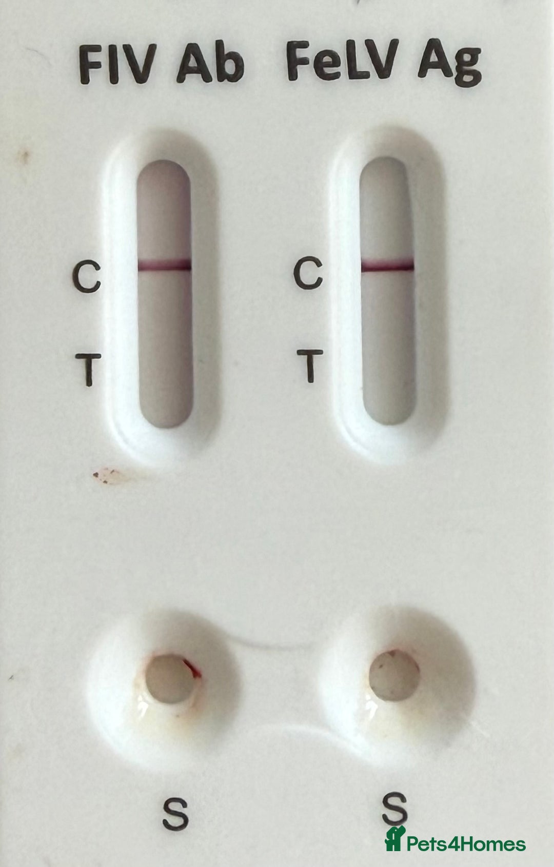 British Shorthair cats for stud: 🐻 BEAR 🐻 BRITISH SHORTHAIR FOR STUD DUTY GCCF - Image 4