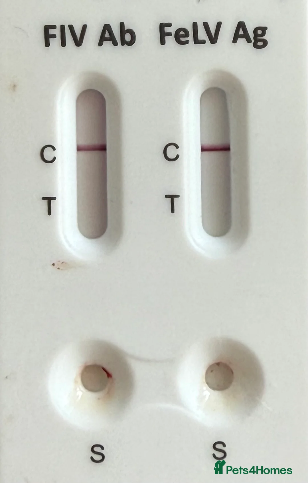 British Shorthair cats for stud: 🐻 BEAR 🐻 BRITISH SHORTHAIR FOR STUD PROVEN GCCF - Advert 4