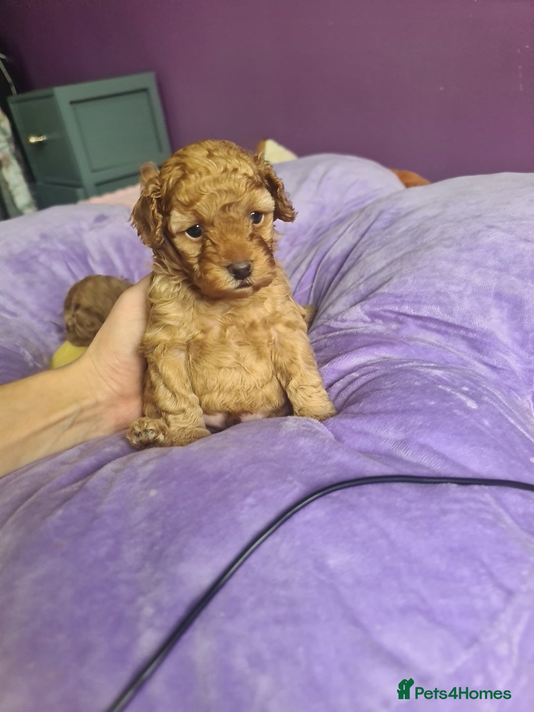 Toy Poodle dogs for sale: Mini TOY POODLES Last one boy available - Advert 15