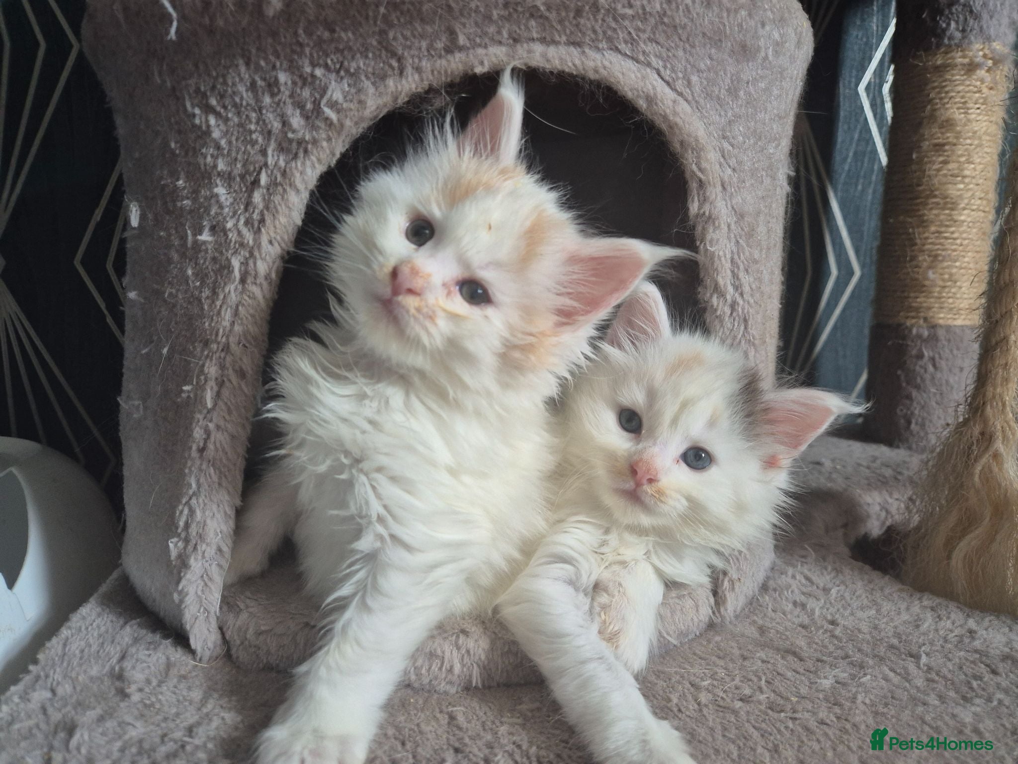 Maine Coon cats Tica Registered Kittens - Advert 1