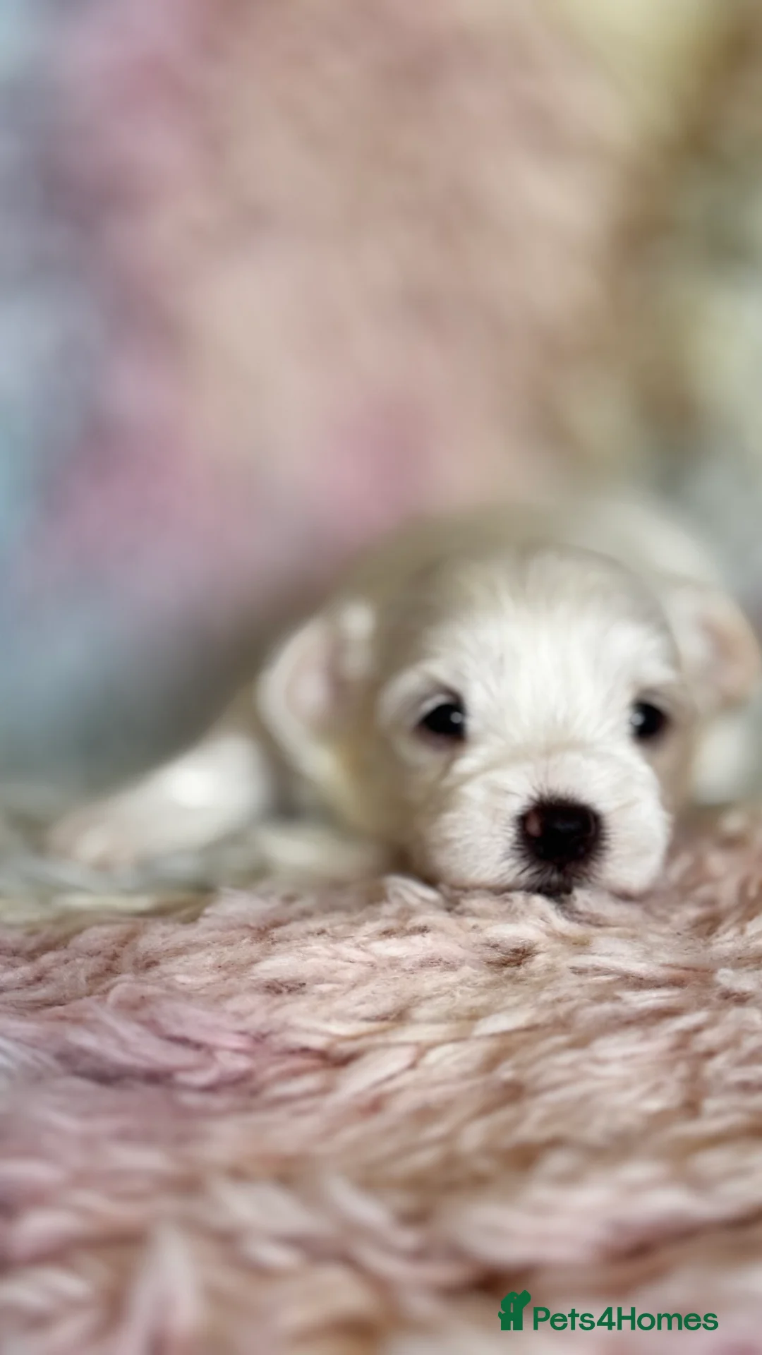 Maltese dogs for sale: Kc registered mini Maltese  - Advert 11