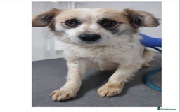 Papillon dogs for adoption: Dora! in Scarborough - Image 1