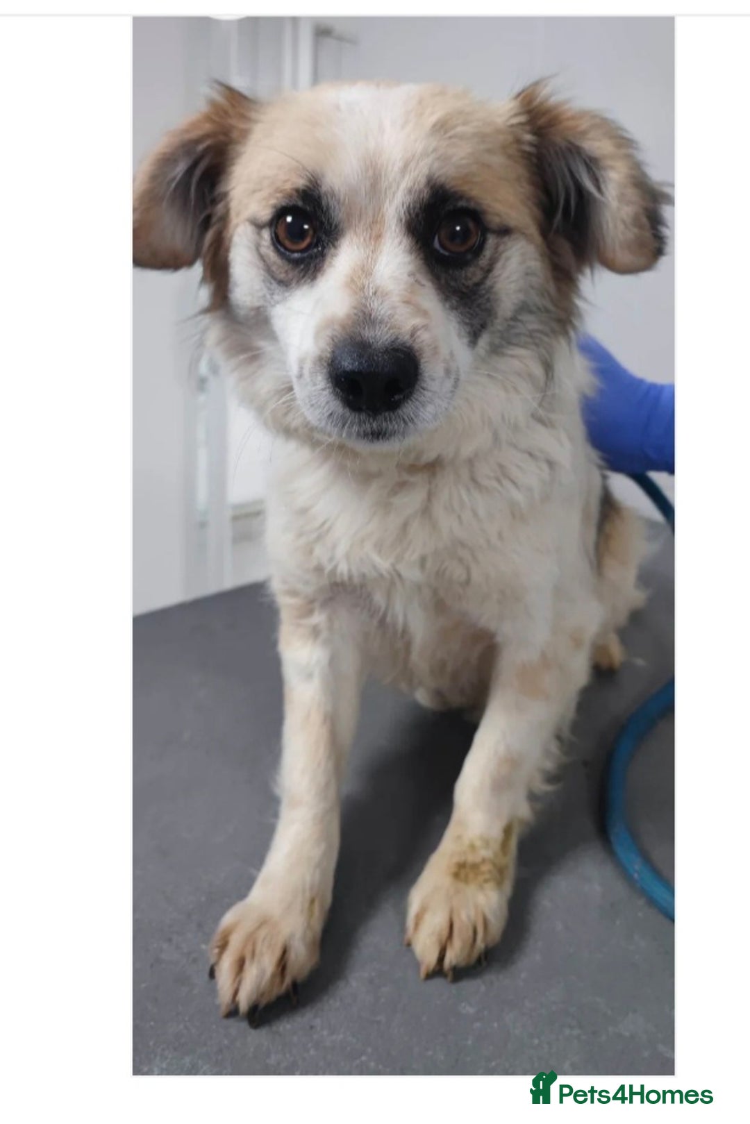 Papillon dogs for adoption: Dora! in Scarborough - Image 1