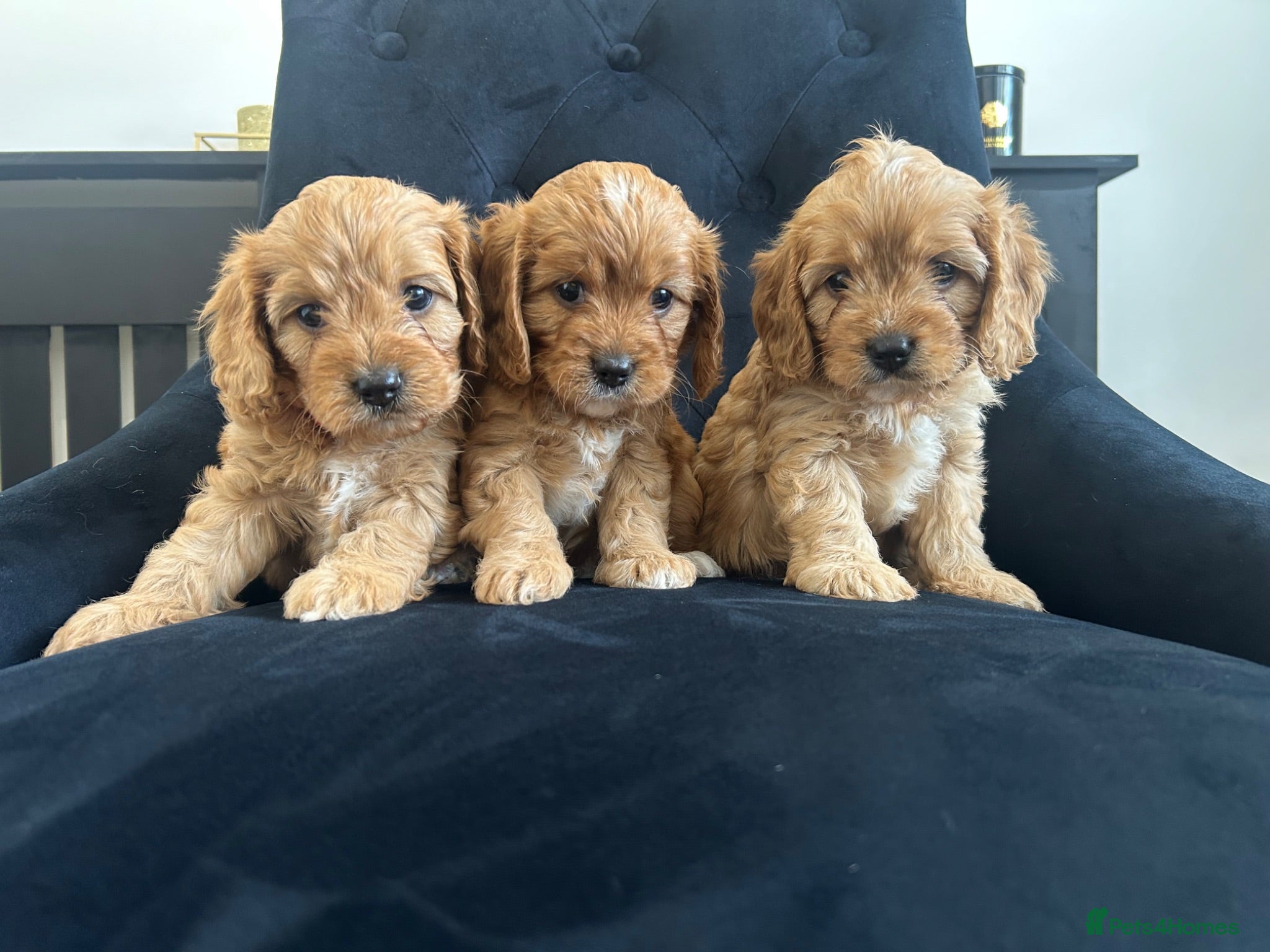 Cavapoo dogs Stunning F1 Cavapoo health tested parents  - Advert 5