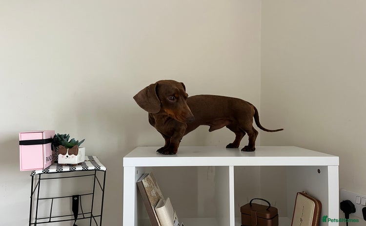 Miniature Dachshund dogs - Advert 6