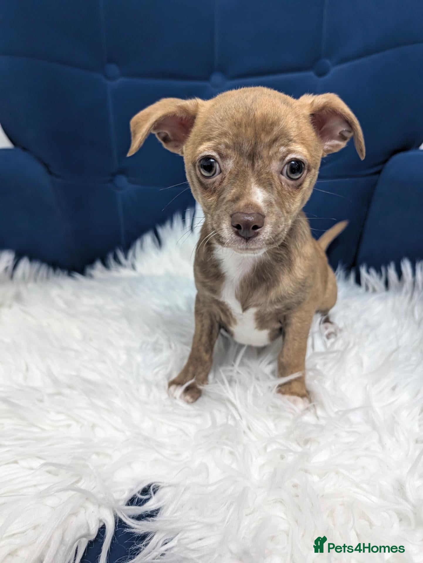Chihuahua dogs for sale: Beautiful Chihuahua Puppies – 3 Girls & 1 Boy - Advert 3