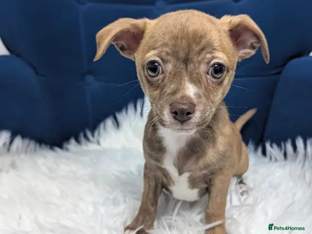 Chihuahua dogs for sale: Beautiful Chihuahua Puppies – 3 Girls & 1 Boy - Advert 3