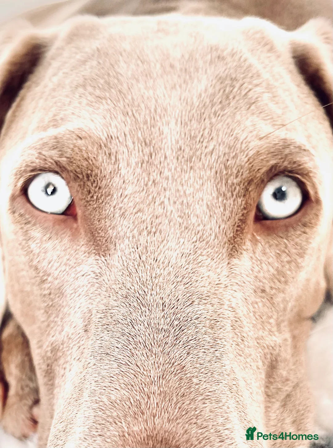 Weimaraner dogs for sale: HUNTER SPIRIT GUNDOGS - Advert 13