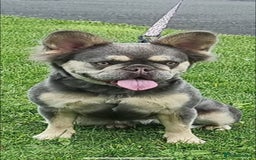 French Bulldog dogs for sale: Visual fluffy French bulldogs  - Image 12