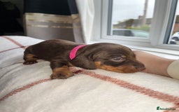 Miniature Dachshund dogs for sale: Beautiful Dachshund puppy’s  - Image 17