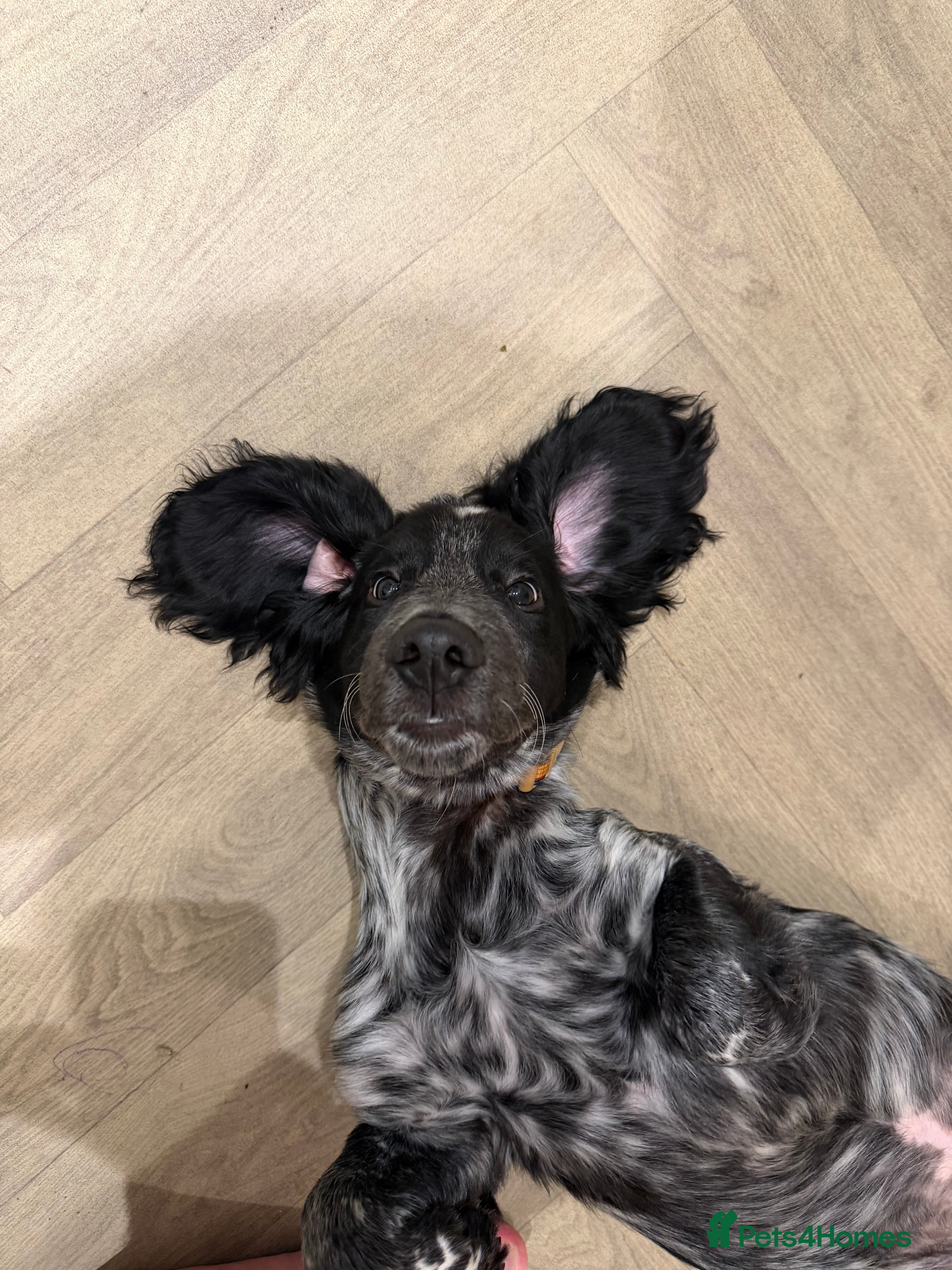 Sprocker dogs 6 month old sprocker puppy - Advert 2