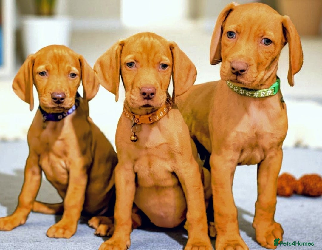 Hungarian Vizsla dogs for sale: Lovely Puppies Ready Soon - Image 4