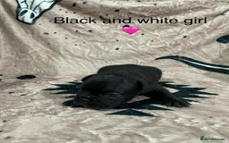 French Bulldog dogs for sale: French bulldog puppies - Image 2