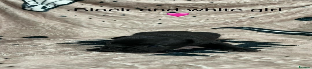 French Bulldog Puppy 6