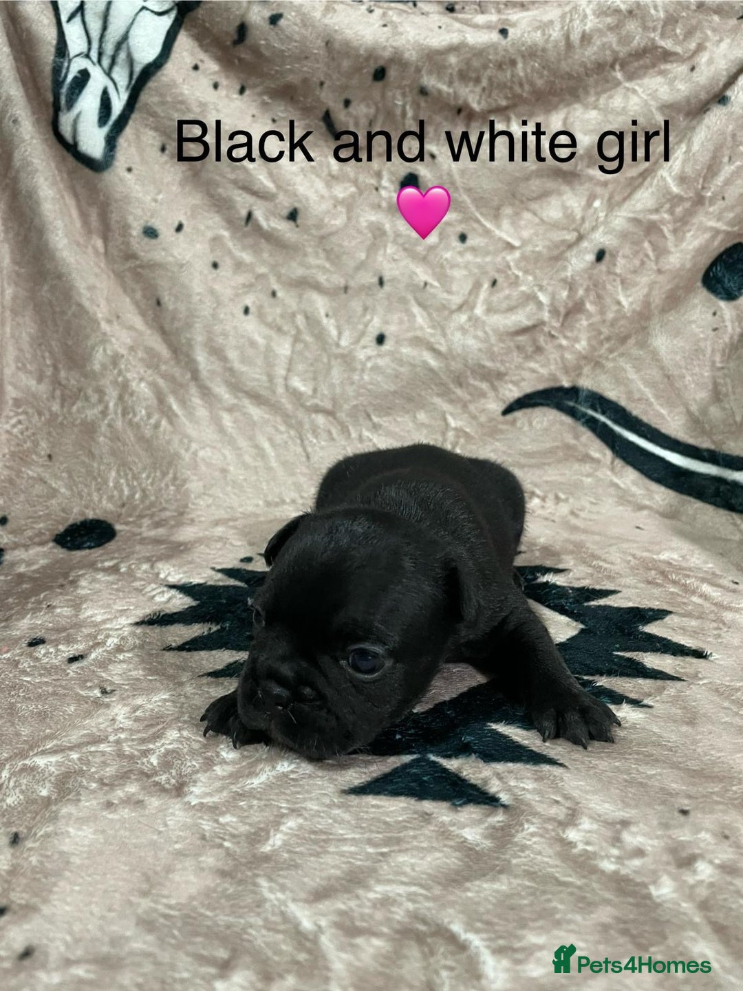 French Bulldog dogs for sale: French bulldog puppies - Image 2