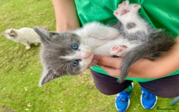 Ragdoll cats for sale: Ragdoll cross kittens  - Image 12