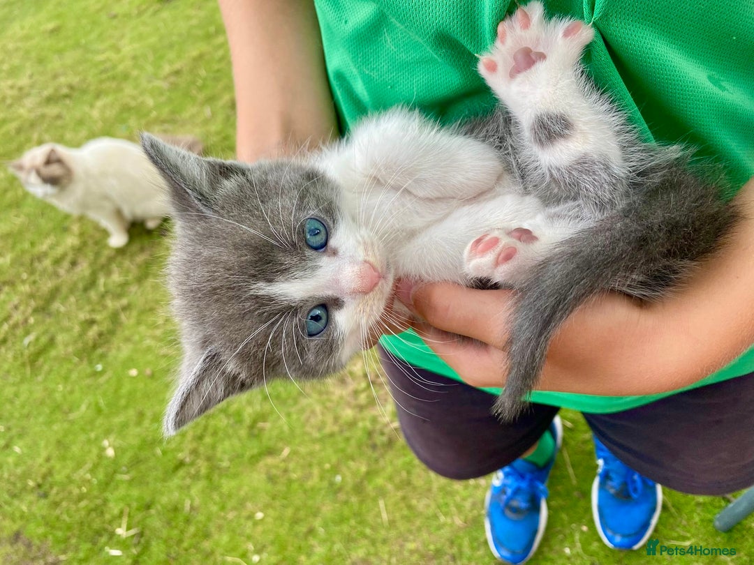 Ragdoll cats for sale: Ragdoll cross kittens  - Image 12