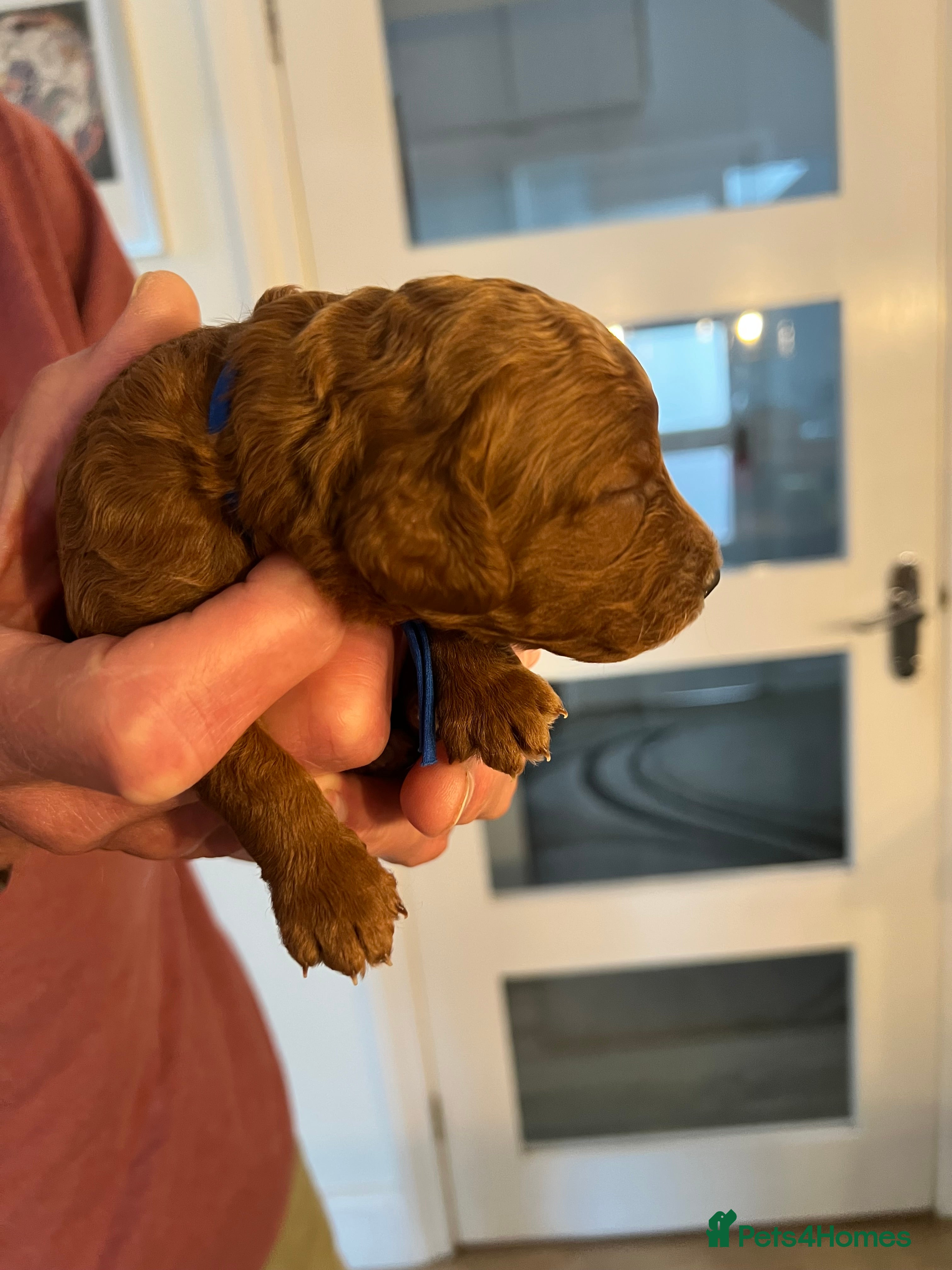 Cockapoo dogs 8 home raised red F1B cockapoos 3 girls/5 boys - Advert 2