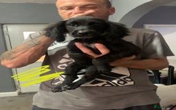 Cocker Spaniel dogs for sale: 3 cocker spaniel girls - Image 5