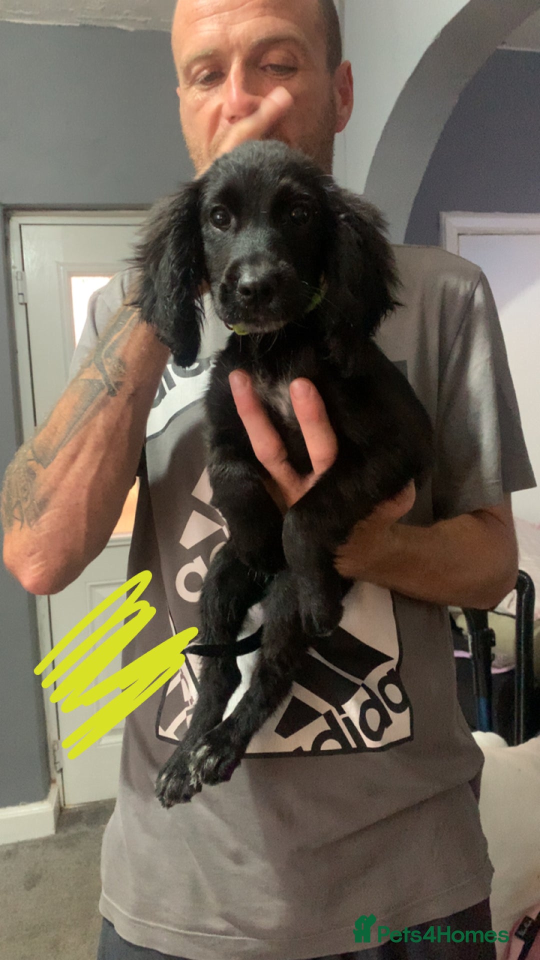 Cocker Spaniel dogs for sale: 3 cocker spaniel girls - Image 5