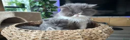 Persian cats for sale: GCCF Active Registered Persian - Advert 7
