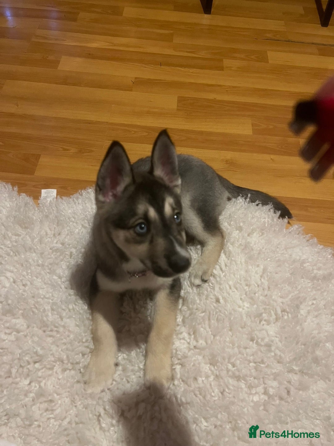Siberian Husky dogs for sale: Siberian husky puppy  - Advert 3