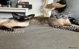 Siamese cats for sale: Siamese Lynx Kittens – 3 Boys & 3 Girls - Image 10