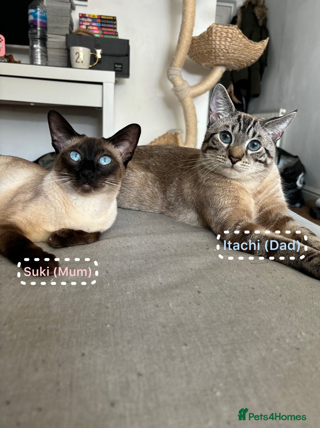 Siamese cats for sale: Siamese Lynx Kittens – 3 Boys & 3 Girls - Image 10