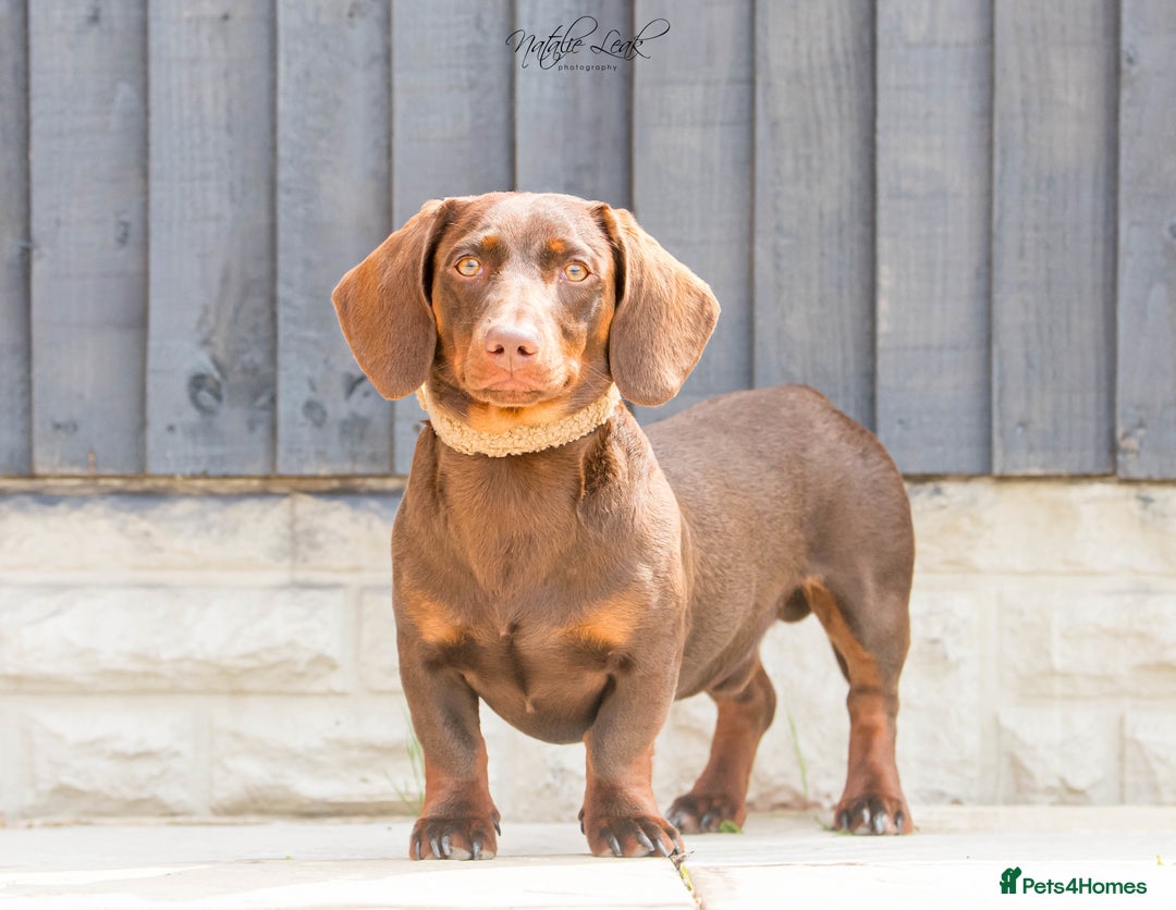 Dachshund dogs for stud: Isabella and tan miniature dapple  in Leeds - Image 12