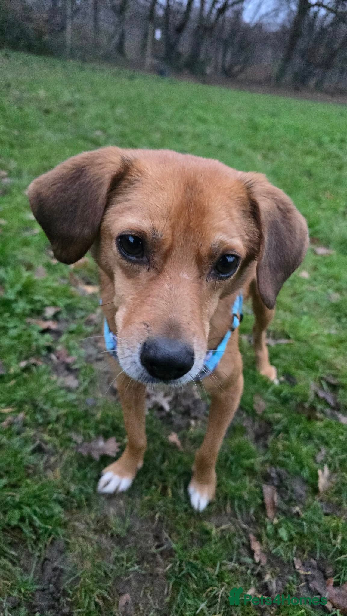 Mixed Breed dogs Michael for adoption!  - Advert 1