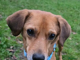 Mixed Breed dogs Michael for adoption! - Advert 1