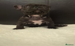 French Bulldog dogs for sale: Beautiful french bulldog puppies  - Advert 16