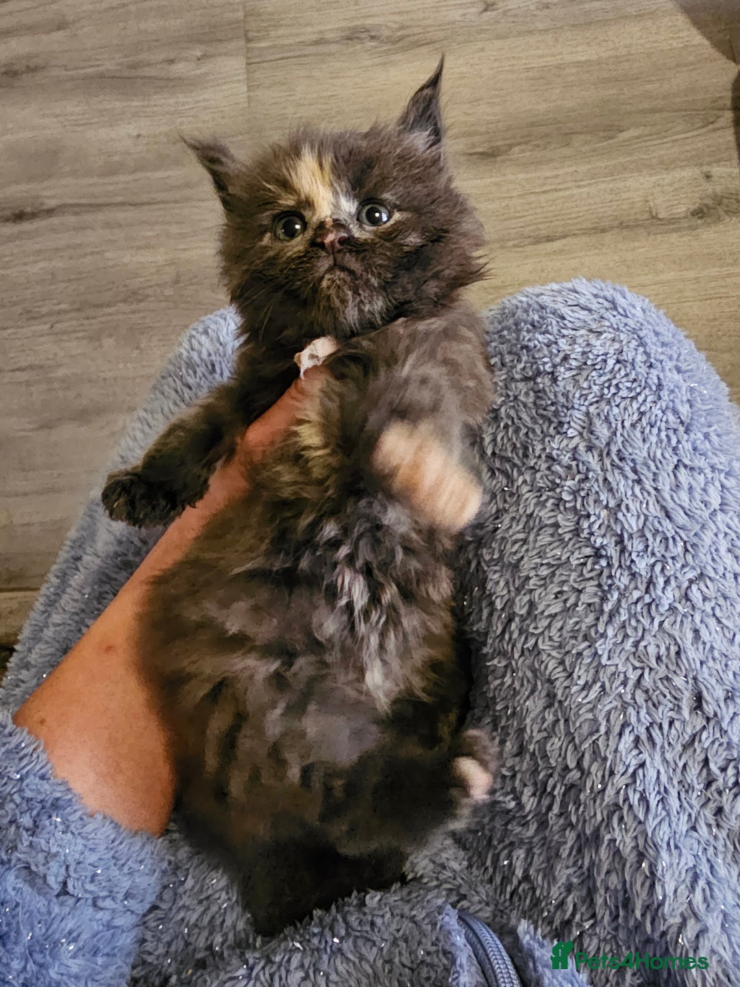 Maine Coon cats for sale: Maine Coon Kittens for Sale –2 Gi - Advert 14
