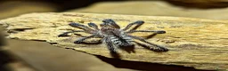 Tarantulas invertebrates for sale: Tarantula spiderlings !  - Advert 1