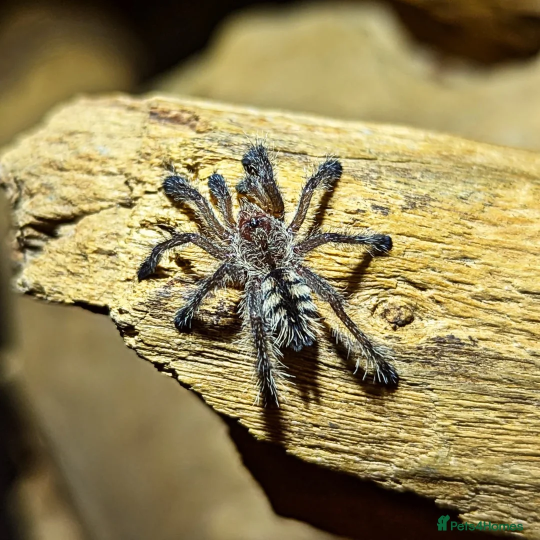 Tarantulas invertebrates for sale: Tarantula spiderlings !  - Advert 1
