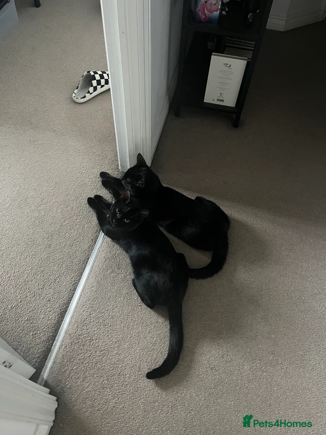 Bombay cats for sale: 2 x two-year-old bombay males - Advert 8