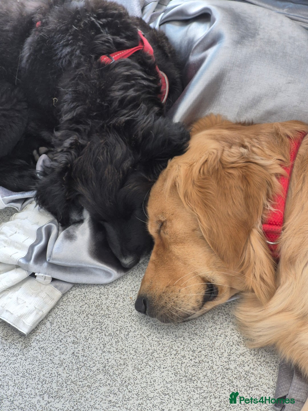 Golden Retriever dogs for stud: Our Loveable Goof in Woking - Image 20