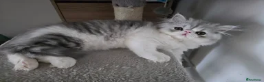 Oreo
