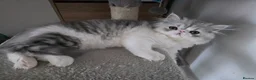 Persian cats for sale: Persian Kittens Extreme Punch Face – Bi-Color GCCF - Advert 15