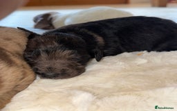Mixed Breed dogs for sale: Merle sprocker x lurcher puppies  - Image 18