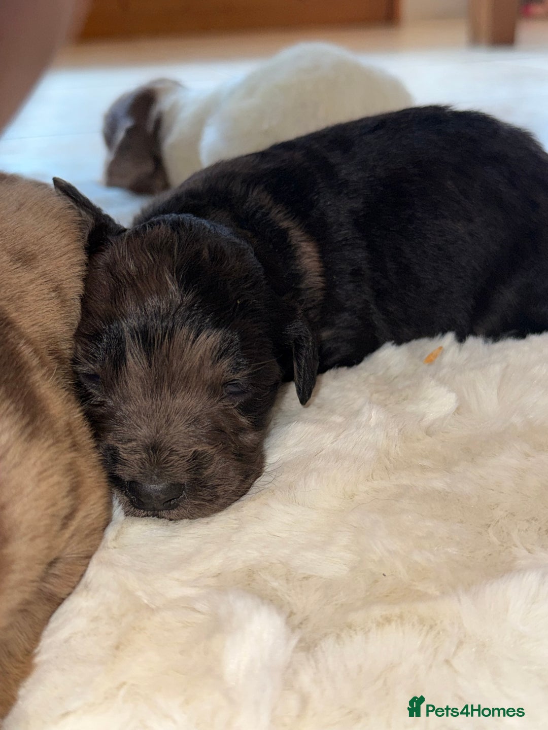 Mixed Breed dogs for sale: Merle sprocker x lurcher puppies  - Image 18