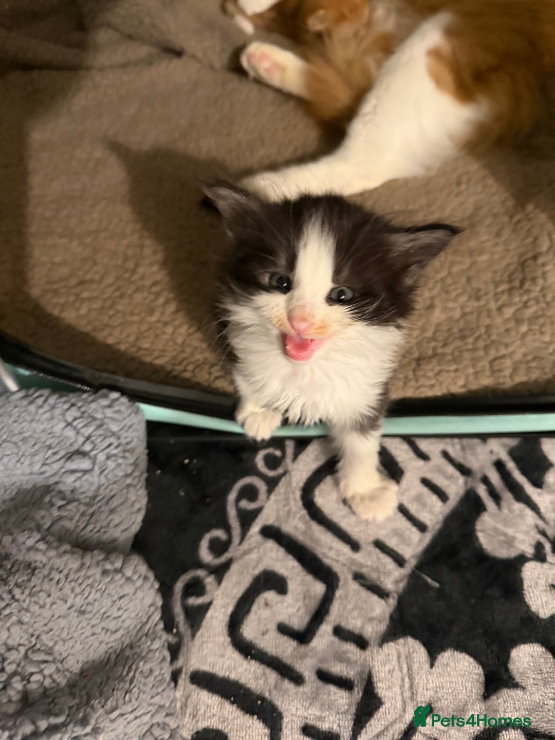 Maine Coon cats for sale: Mainecoon boy xx large  - Advert 17