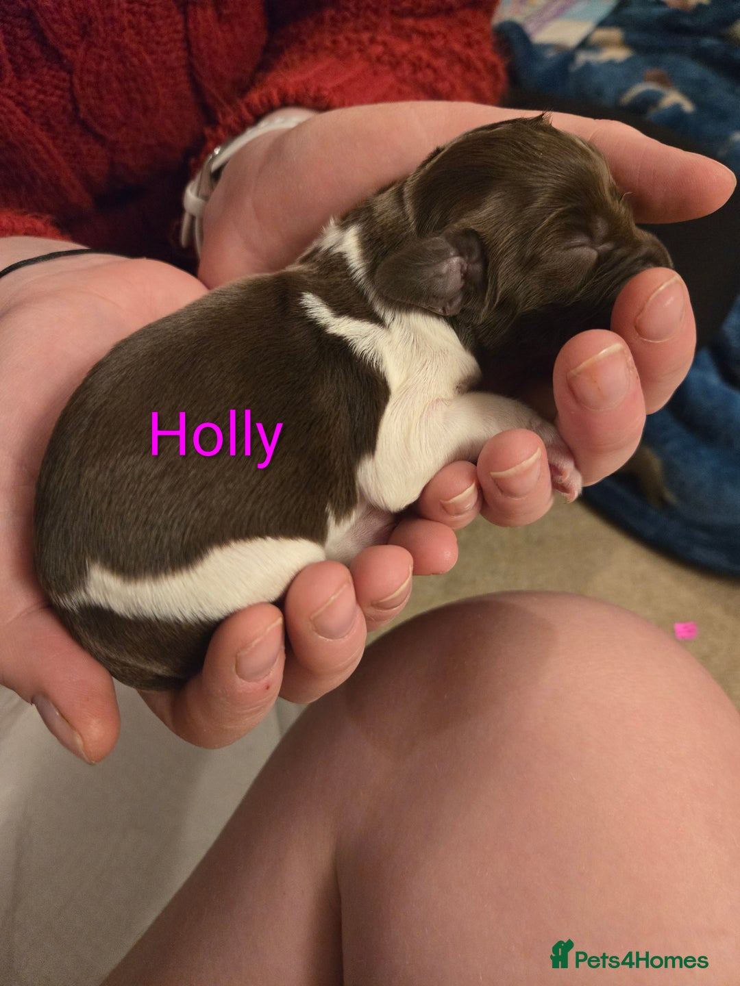 English Springer Spaniel dogs for sale: KC Registered English Springer Spaniel Puppies - Advert 12