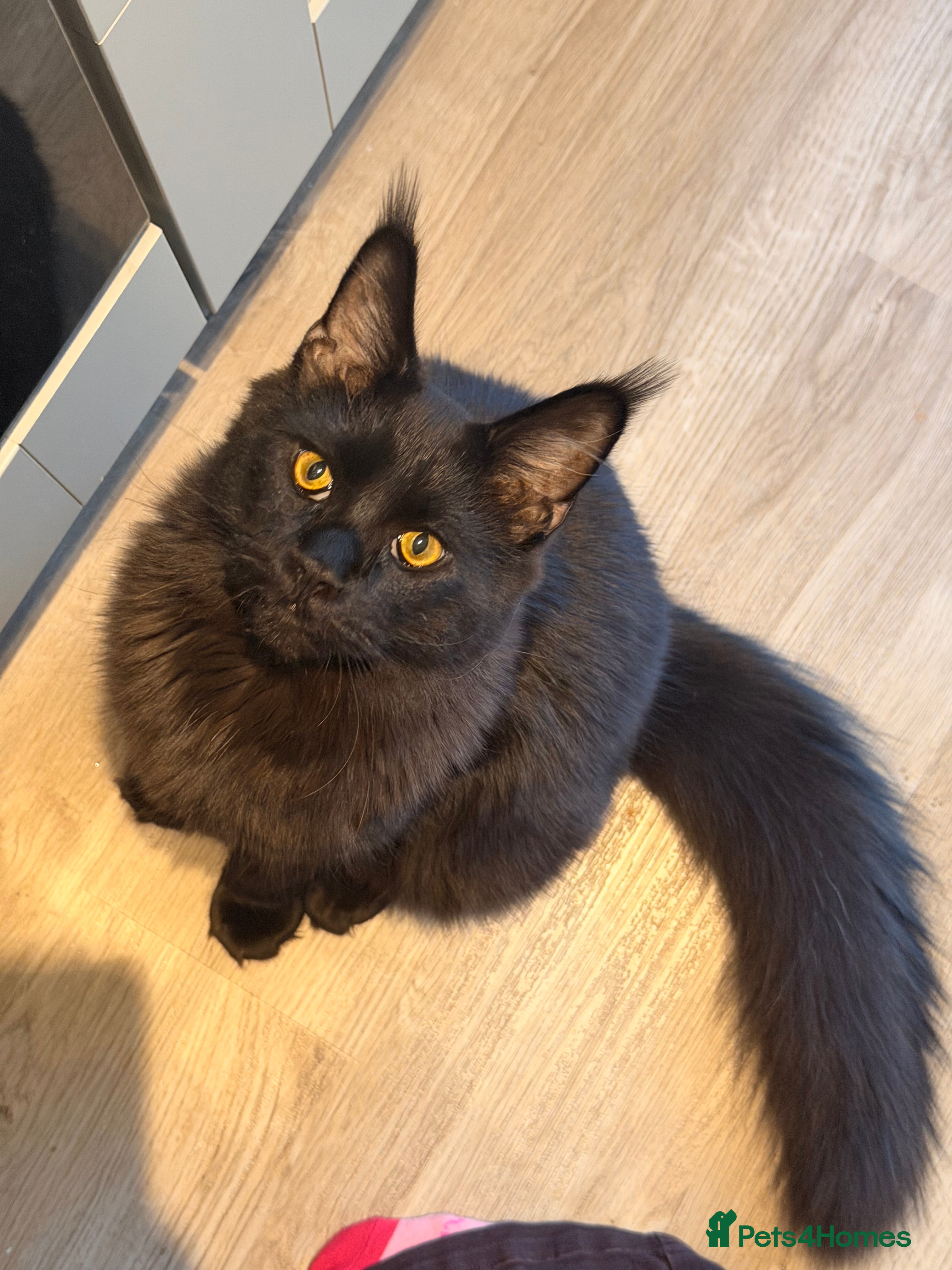 Maine Coon cats 8 month old Maine coon - Advert 2