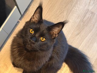 Maine Coon cats 8 month old Maine coon - Advert 2