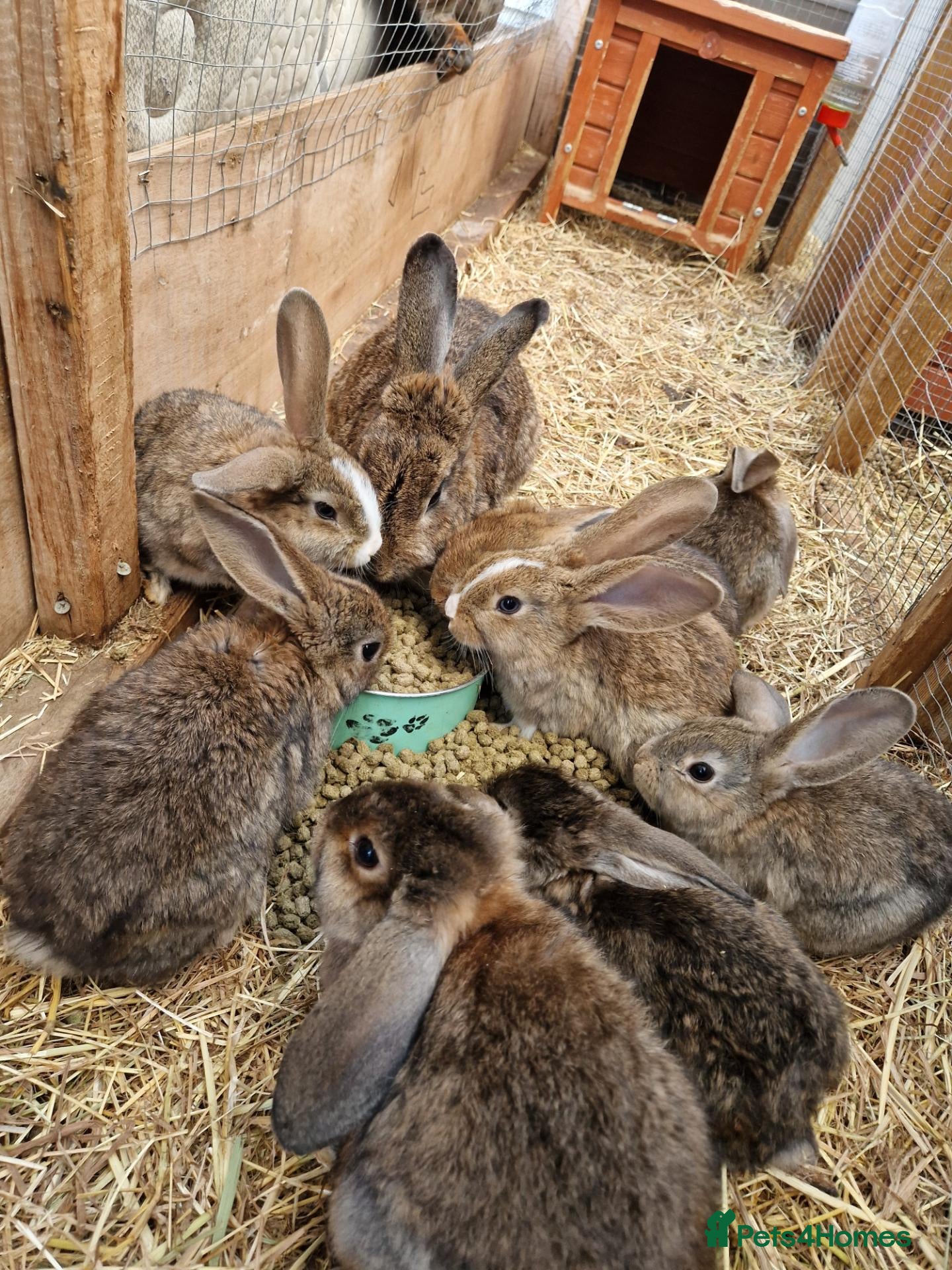 Mixed Breed rabbits Beautiful buns looking for their loving homes x - Advert 2