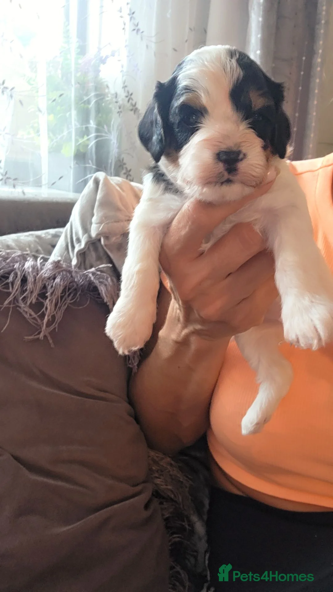 Cavapoo dogs for sale: Ready to go  !!Beautiful cavapoo puppies  - Advert 25