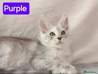 Maine Coon cats Maine Coon Kittens 🌟Tica Registered - Advert 4