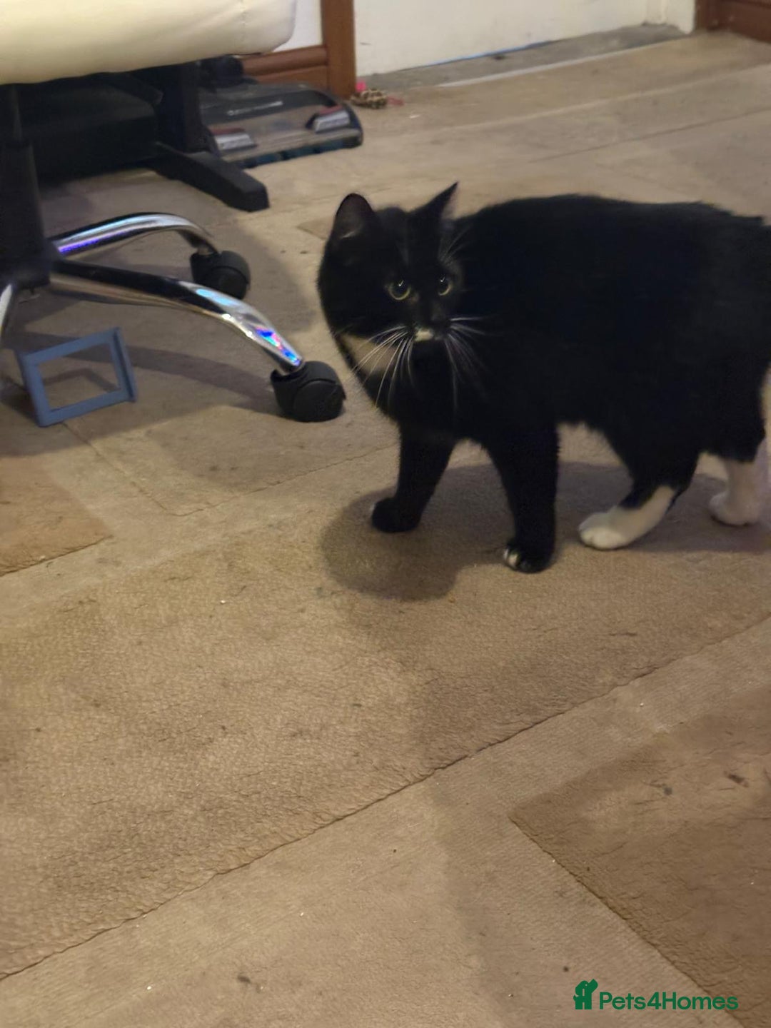 Mixed Breed cats for sale: Kittens for a good home - Advert 1